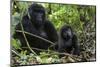 Mountain Gorilla (Gorilla Gorilla Beringei) Baby Age One Year Exploring-Suzi Eszterhas-Mounted Photographic Print