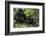 Mountain Gorilla (Gorilla Gorilla Beringei) Baby Age One Year Exploring-Suzi Eszterhas-Framed Photographic Print