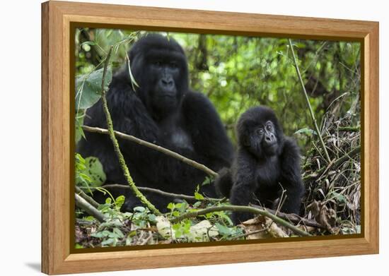 Mountain Gorilla (Gorilla Gorilla Beringei) Baby Age One Year Exploring-Suzi Eszterhas-Framed Premier Image Canvas