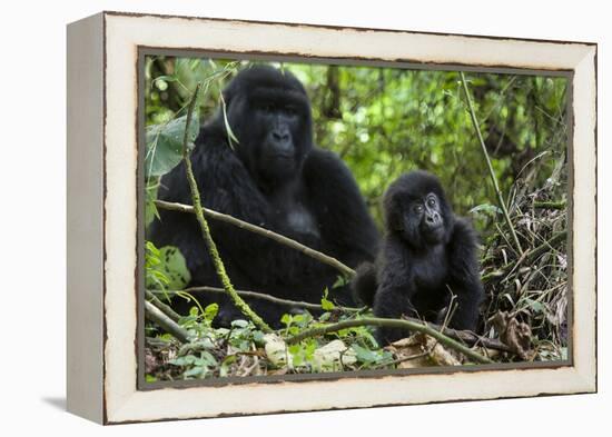 Mountain Gorilla (Gorilla Gorilla Beringei) Baby Age One Year Exploring-Suzi Eszterhas-Framed Premier Image Canvas