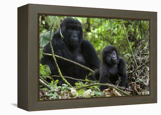 Mountain Gorilla (Gorilla Gorilla Beringei) Baby Age One Year Exploring-Suzi Eszterhas-Framed Premier Image Canvas