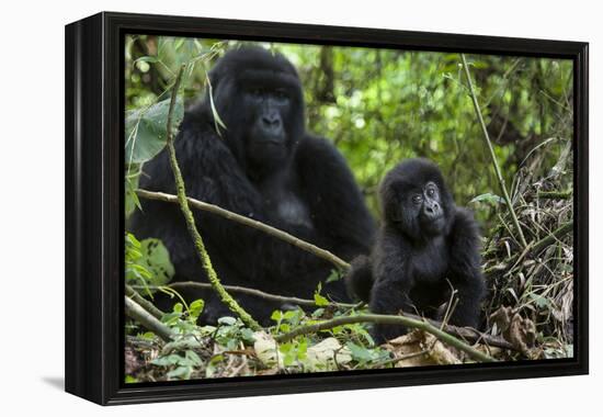 Mountain Gorilla (Gorilla Gorilla Beringei) Baby Age One Year Exploring-Suzi Eszterhas-Framed Premier Image Canvas