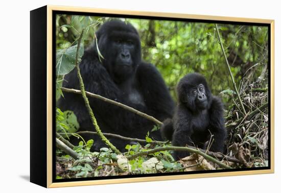 Mountain Gorilla (Gorilla Gorilla Beringei) Baby Age One Year Exploring-Suzi Eszterhas-Framed Premier Image Canvas
