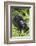 Mountain Gorilla (Gorilla Gorilla Beringei) Mother Holding Baby Twins Age Five Months-Suzi Eszterhas-Framed Photographic Print