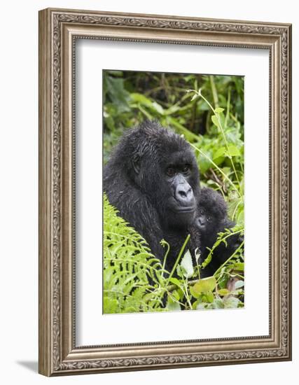 Mountain Gorilla (Gorilla Gorilla Beringei) Mother Holding Baby Twins Age Five Months-Suzi Eszterhas-Framed Photographic Print