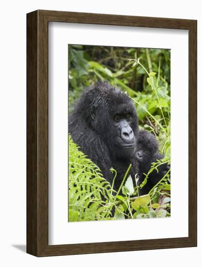 Mountain Gorilla (Gorilla Gorilla Beringei) Mother Holding Baby Twins Age Five Months-Suzi Eszterhas-Framed Photographic Print