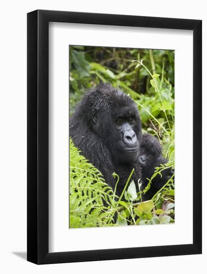 Mountain Gorilla (Gorilla Gorilla Beringei) Mother Holding Baby Twins Age Five Months-Suzi Eszterhas-Framed Photographic Print