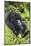 Mountain Gorilla (Gorilla Gorilla Beringei) Mother Holding Baby Twins Age Five Months-Suzi Eszterhas-Mounted Photographic Print