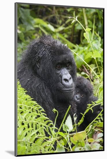 Mountain Gorilla (Gorilla Gorilla Beringei) Mother Holding Baby Twins Age Five Months-Suzi Eszterhas-Mounted Photographic Print