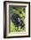 Mountain Gorilla (Gorilla Gorilla Beringei) Mother Holding Baby Twins Age Five Months-Suzi Eszterhas-Framed Photographic Print