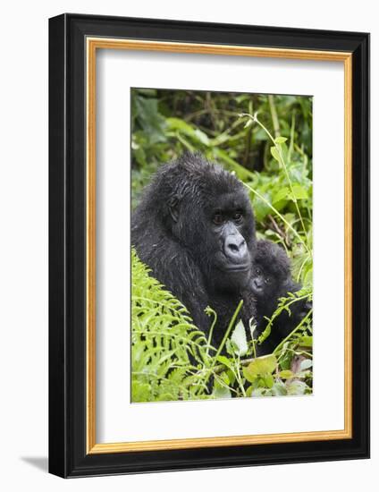 Mountain Gorilla (Gorilla Gorilla Beringei) Mother Holding Baby Twins Age Five Months-Suzi Eszterhas-Framed Photographic Print