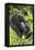 Mountain Gorilla (Gorilla Gorilla Beringei) Mother Holding Baby Twins Age Five Months-Suzi Eszterhas-Framed Premier Image Canvas