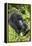 Mountain Gorilla (Gorilla Gorilla Beringei) Mother Holding Baby Twins Age Five Months-Suzi Eszterhas-Framed Premier Image Canvas