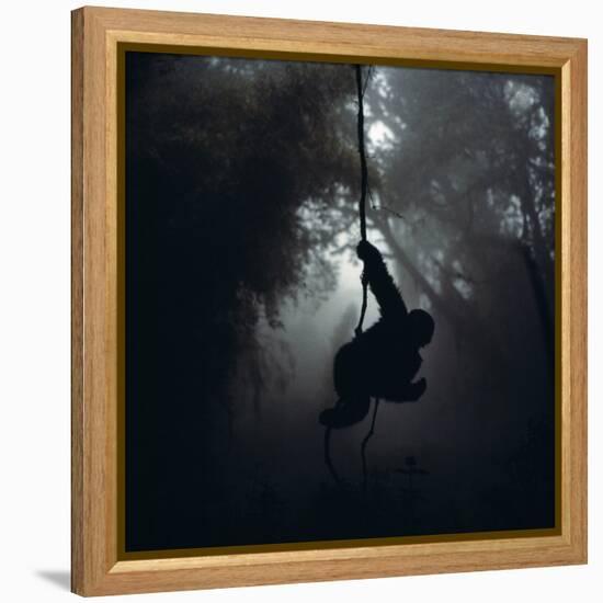 Mountain Gorilla Hanging on Vine-Adrian Warren-Framed Premier Image Canvas