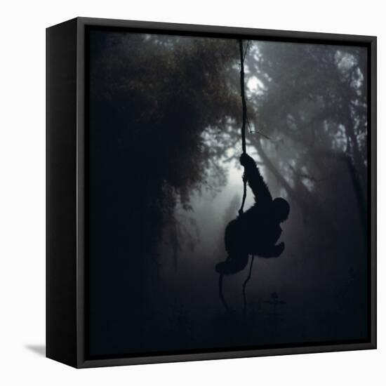 Mountain Gorilla Hanging on Vine-Adrian Warren-Framed Premier Image Canvas