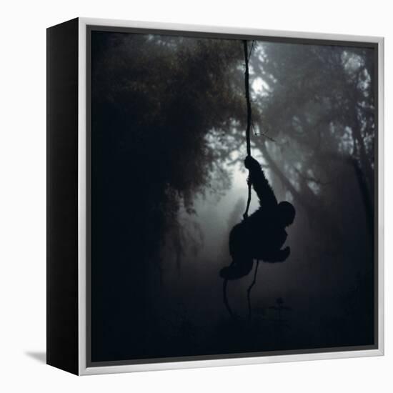 Mountain Gorilla Hanging on Vine-Adrian Warren-Framed Premier Image Canvas