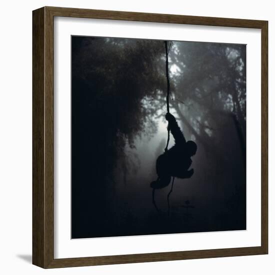 Mountain Gorilla Hanging on Vine-Adrian Warren-Framed Photographic Print