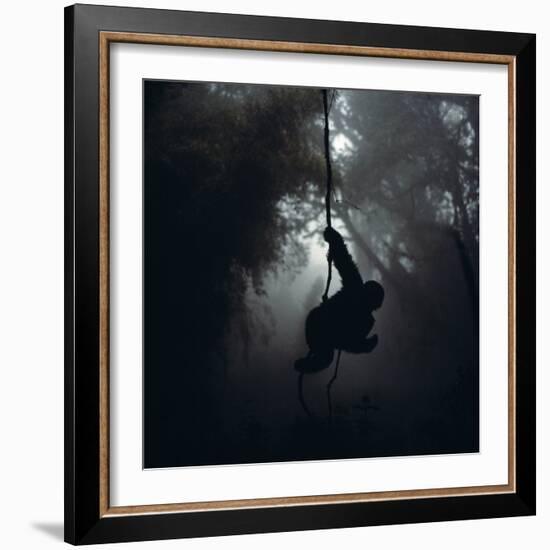 Mountain Gorilla Hanging on Vine-Adrian Warren-Framed Photographic Print