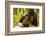 Mountain gorilla hugging infant, Rwanda-Mary McDonald-Framed Photographic Print