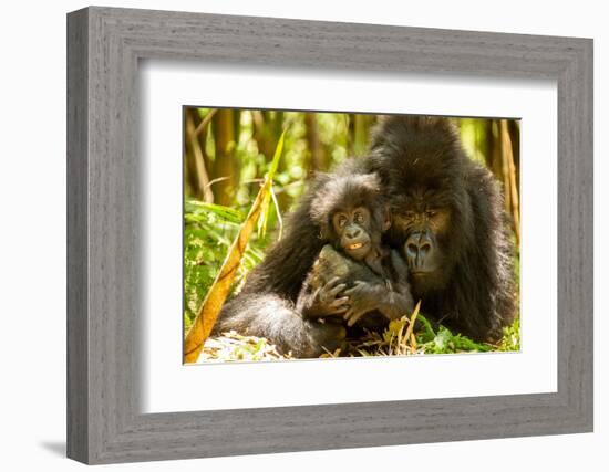 Mountain gorilla hugging infant, Rwanda-Mary McDonald-Framed Photographic Print