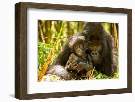 Mountain gorilla hugging infant, Rwanda-Mary McDonald-Framed Photographic Print