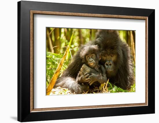 Mountain gorilla hugging infant, Rwanda-Mary McDonald-Framed Photographic Print