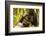 Mountain gorilla hugging infant, Rwanda-Mary McDonald-Framed Photographic Print