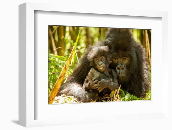 Mountain gorilla hugging infant, Rwanda-Mary McDonald-Framed Photographic Print