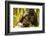 Mountain gorilla hugging infant, Rwanda-Mary McDonald-Framed Photographic Print