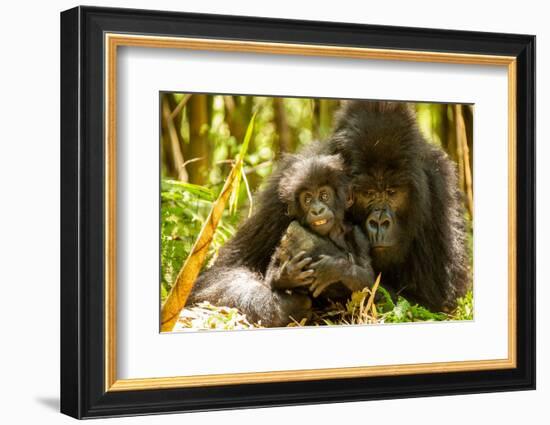 Mountain gorilla hugging infant, Rwanda-Mary McDonald-Framed Photographic Print