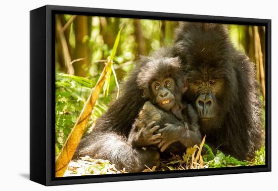 Mountain gorilla hugging infant, Rwanda-Mary McDonald-Framed Premier Image Canvas