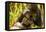 Mountain gorilla hugging infant, Rwanda-Mary McDonald-Framed Premier Image Canvas