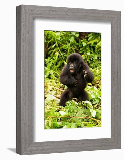 Mountain gorilla infant beating chest, Rwanda-Mary McDonald-Framed Photographic Print