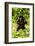 Mountain gorilla infant beating chest, Rwanda-Mary McDonald-Framed Photographic Print