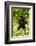 Mountain gorilla infant beating chest, Rwanda-Mary McDonald-Framed Photographic Print