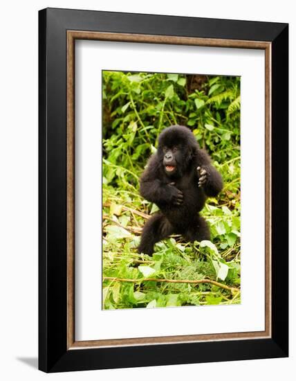 Mountain gorilla infant beating chest, Rwanda-Mary McDonald-Framed Photographic Print