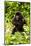 Mountain gorilla infant beating chest, Rwanda-Mary McDonald-Mounted Photographic Print