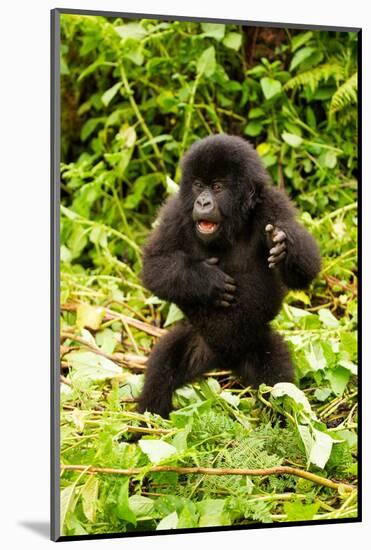 Mountain gorilla infant beating chest, Rwanda-Mary McDonald-Mounted Photographic Print