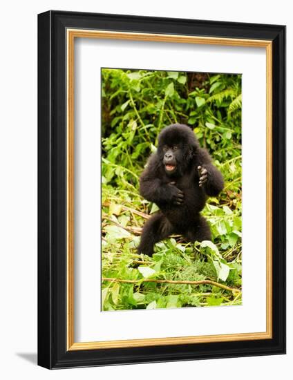 Mountain gorilla infant beating chest, Rwanda-Mary McDonald-Framed Photographic Print