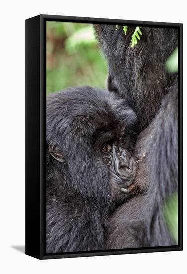 Mountain Gorilla Infant Feeding-Tony Camacho-Framed Premier Image Canvas
