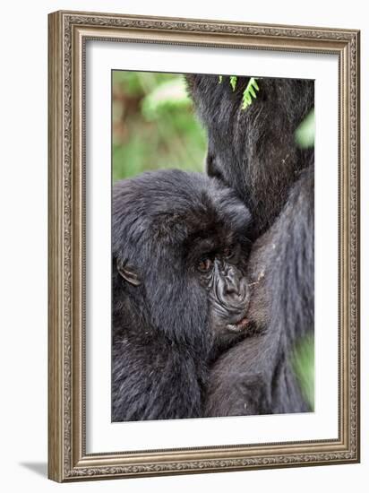 Mountain Gorilla Infant Feeding-Tony Camacho-Framed Photographic Print