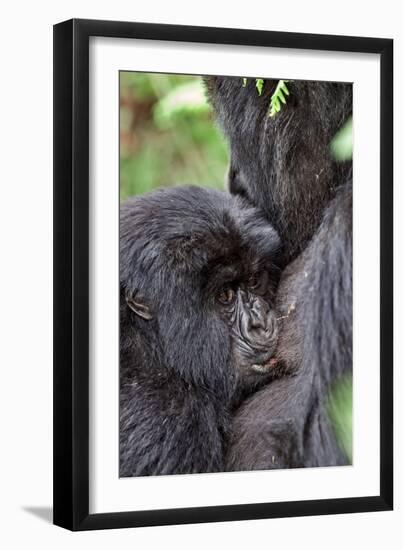 Mountain Gorilla Infant Feeding-Tony Camacho-Framed Photographic Print