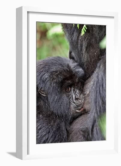 Mountain Gorilla Infant Feeding-Tony Camacho-Framed Photographic Print