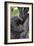 Mountain Gorilla Infant Feeding-Tony Camacho-Framed Photographic Print