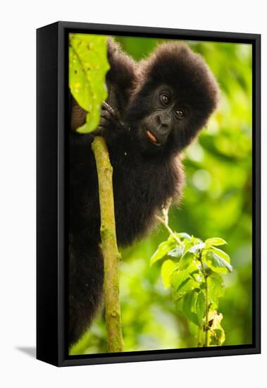 Mountain gorilla infant playing on lobelia plant, Rwanda-Mary McDonald-Framed Premier Image Canvas