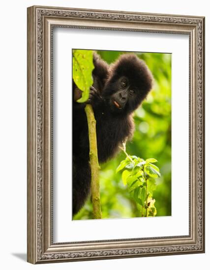 Mountain gorilla infant playing on lobelia plant, Rwanda-Mary McDonald-Framed Photographic Print