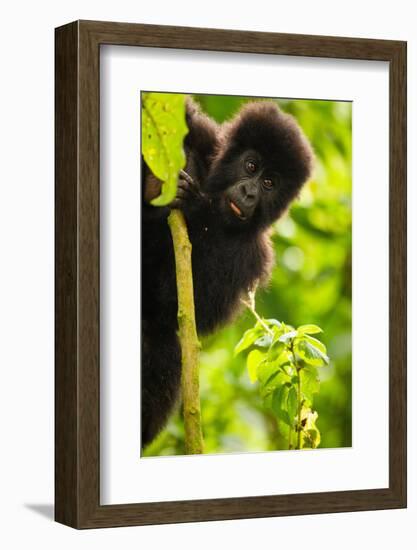 Mountain gorilla infant playing on lobelia plant, Rwanda-Mary McDonald-Framed Photographic Print