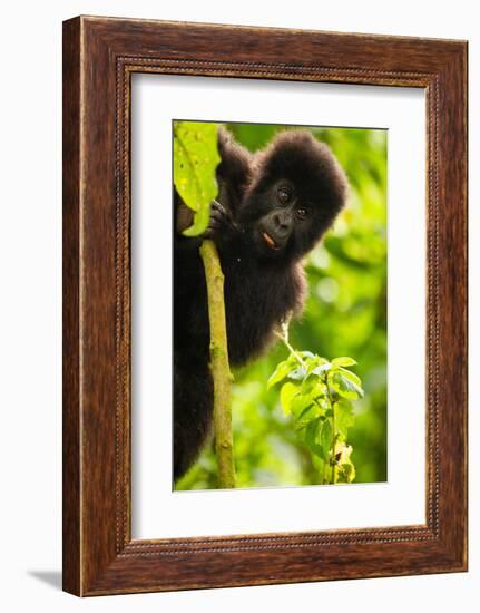 Mountain gorilla infant playing on lobelia plant, Rwanda-Mary McDonald-Framed Photographic Print