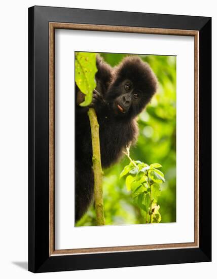 Mountain gorilla infant playing on lobelia plant, Rwanda-Mary McDonald-Framed Photographic Print