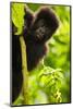 Mountain gorilla infant playing on lobelia plant, Rwanda-Mary McDonald-Mounted Photographic Print